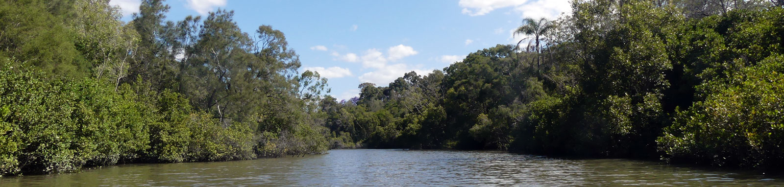 River surrounded by trees