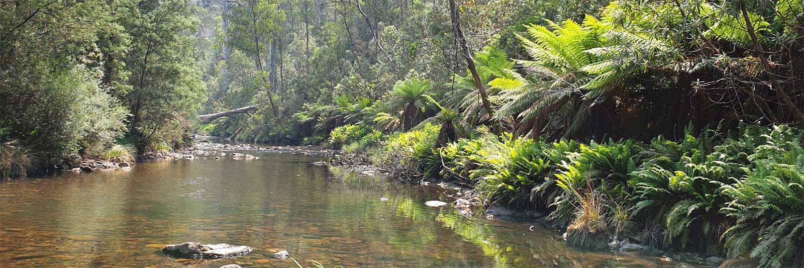 Ferns beside a still pool