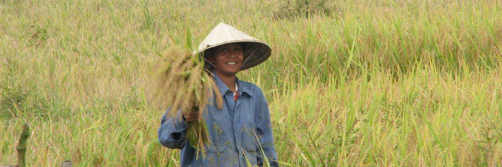 Harvesting rice