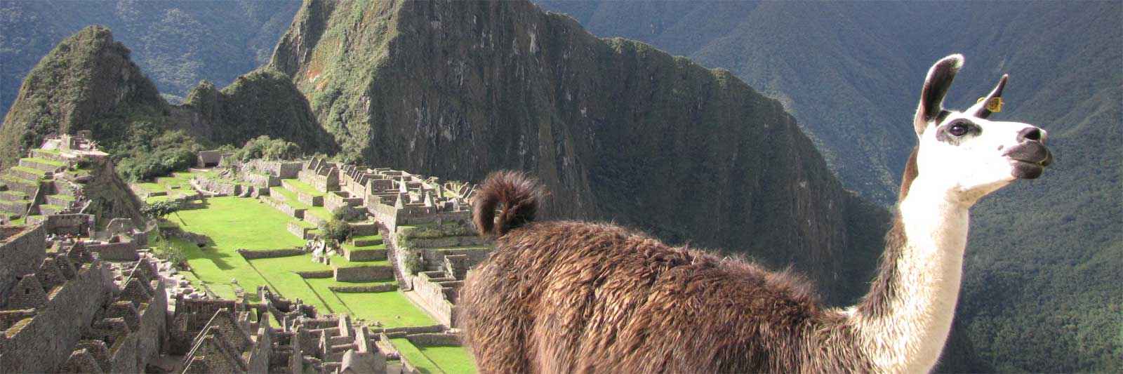 Llama in the foreground of Machu Picchu