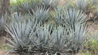 agave plants