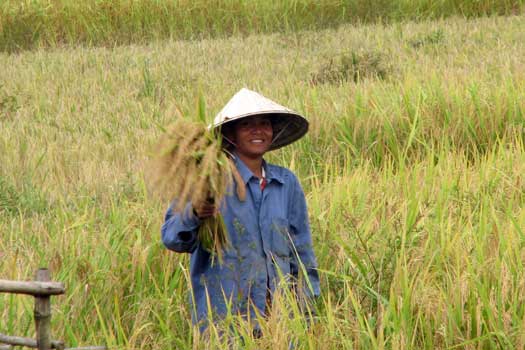Lady harvesting rice by hand