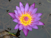 purple flower in water