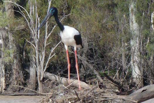 Bird on a nest in a lake