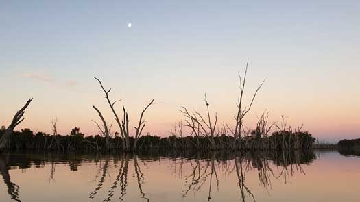 Rising moon seen over the trees