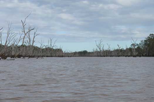 Dead trees in a lake