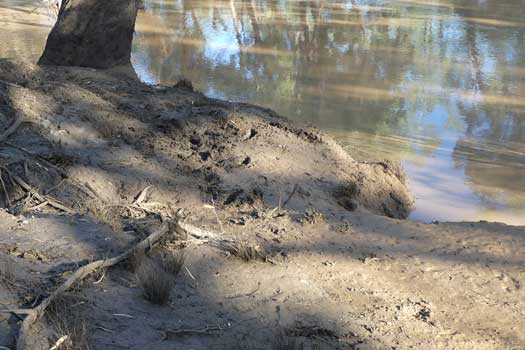 Thick muddy river bank