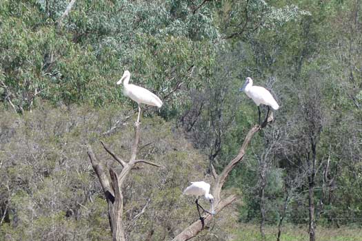 Three birds on a tree