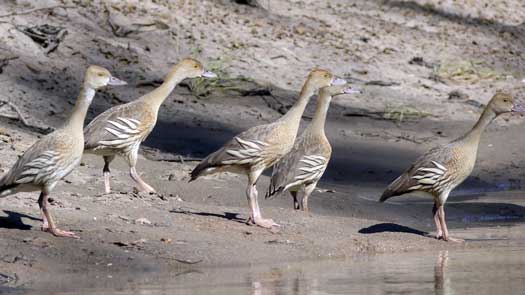 Five ducks on the shoreline