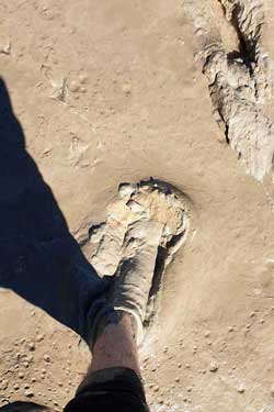 Thick muddy river bank