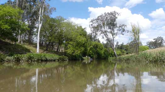 trees around a river