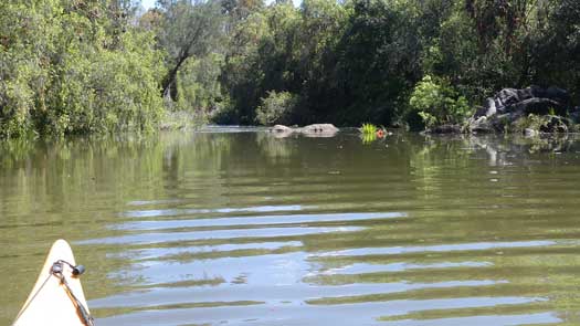 Creek with minimal rocks exposed