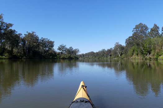 Forest of trees beside the river&#039;s edge