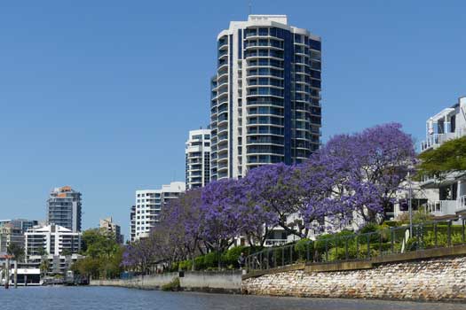 trees in full flower beside a river