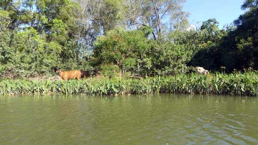 cows by river