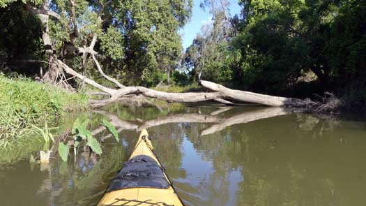 Logs across the creek