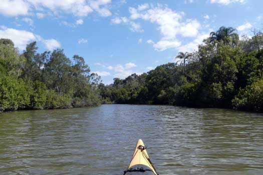Mangroves line much of the lower sections of the river Mangroves beside the river