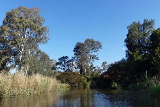 River surrounded by trees.