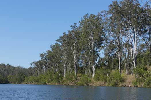 River with trees