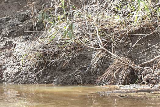 Brown snake hidden in the vegetation