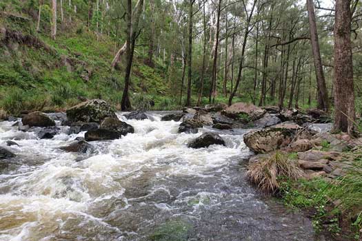 River rapids in a small river in a forest.