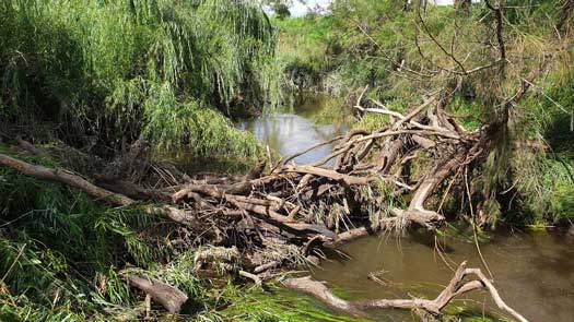 Logs blocking the river