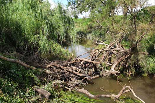 Logs blocking the river