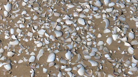 Sharp broken shells in the sand
