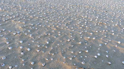 100s dead snail shells covering the sand