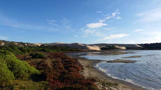 Mixed flora in the sands beside a lagoon