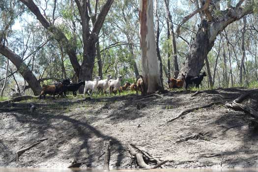 Herd of a dozen goats on the river bank