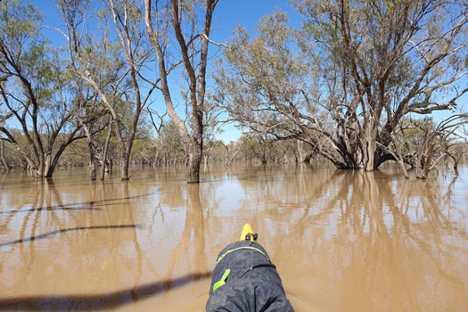 Kayak in flood water surrounded by trees.