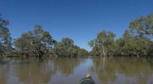 Flooded river with trees