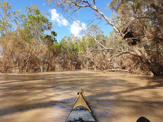 Trees have submerged in flood water