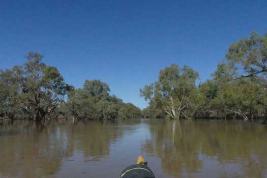 Flooded river with trees