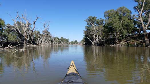 dead trees beside the water