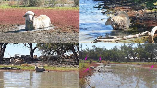 Image with the 7 sheep trapped in mud