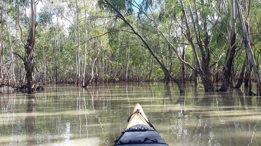 Lots small trees in a river