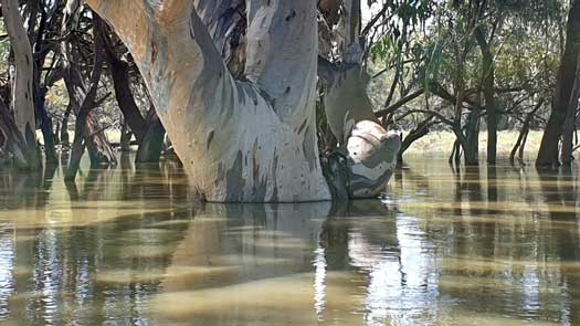 flood mark just visible on tree