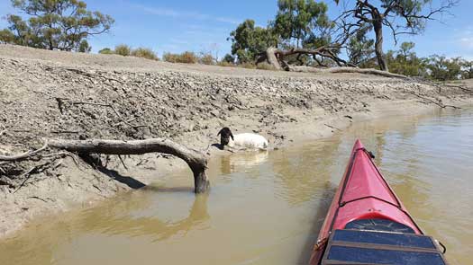 Lamb trapped in mud