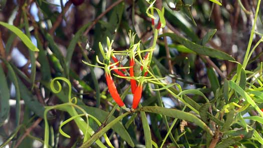 Close up of some slender flowers