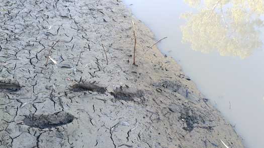 Footprints in mud