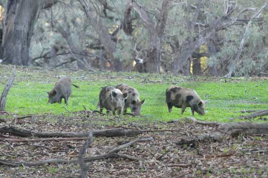 Four wild pigs foraging on grass