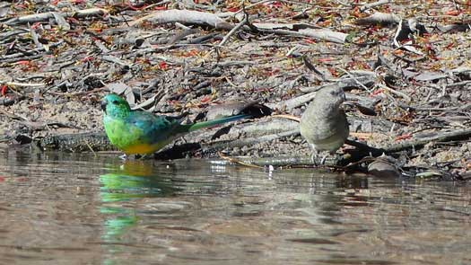 Two birds by the waters edge