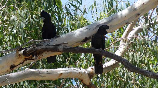 Two large birds in a tree