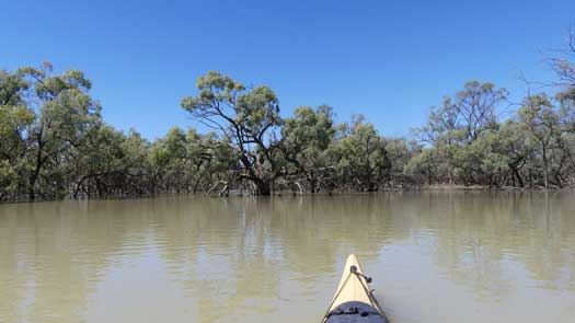 Trees in the water