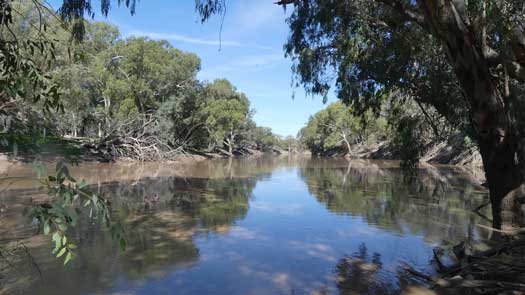 Wide slow flowing river lined by gum trees