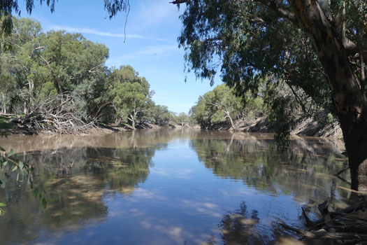 Wide slow flowing river lined by gum trees