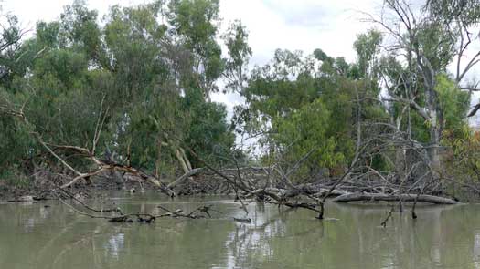 Trees and logs blocking a river