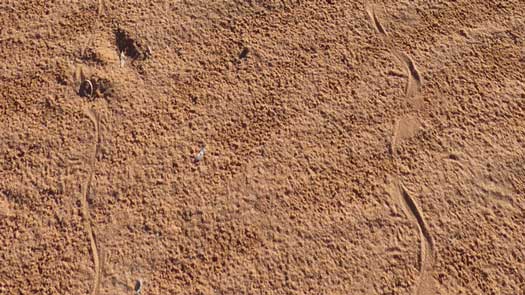 Two pairs of snake tracks in the sand